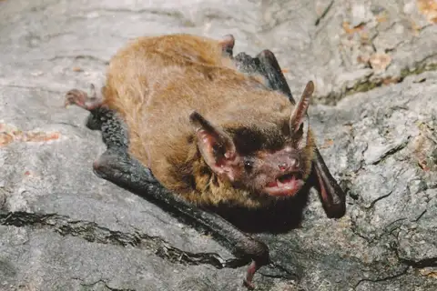 Eastern False Pipistrelle