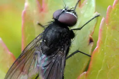 Lesser House Fly