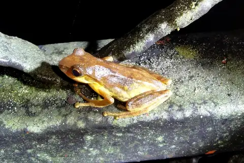 White-cheeked Bubble-nest Frog