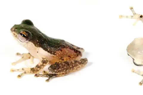 Charming Tree Frog