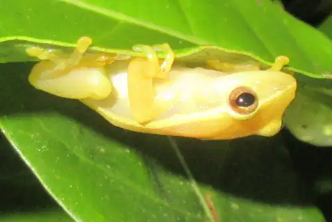 Senapti's tree frog
