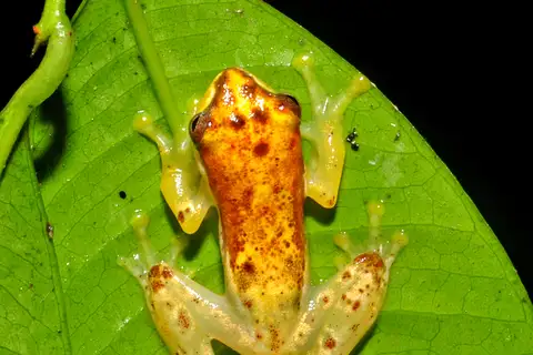 Wine-coloured Tree Bubble-nest Frog