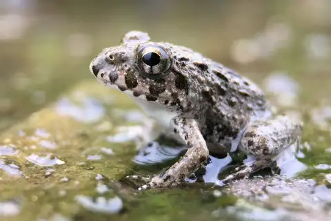 Rice field frog
