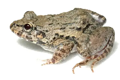 Mangrove Frog