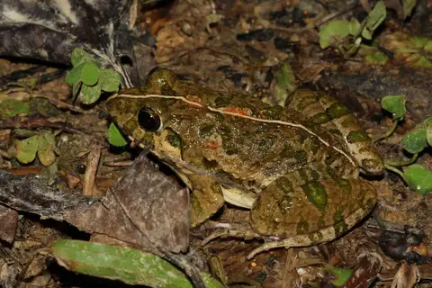 Hong Kong Rice-paddy Frog
