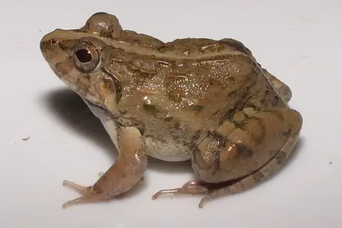 Fejervarya orissaensis