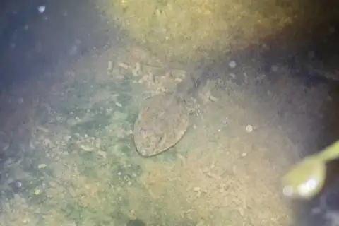 Zhoushan Rice Frog