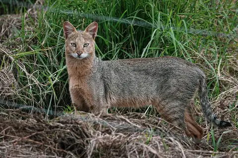 Jungle Cat