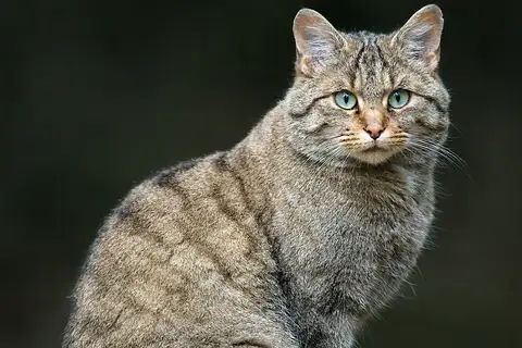 European Wildcat