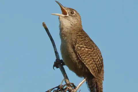 Zapata Wren