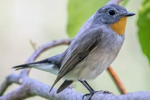Taiga Flycatcher
