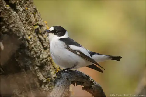 Collared Flycatcher