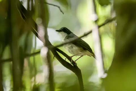 Little Slaty Flycatcher