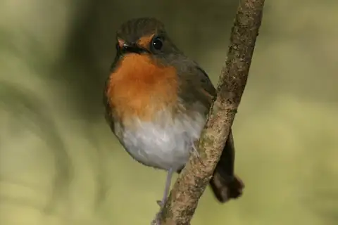 Lompobattang Flycatcher