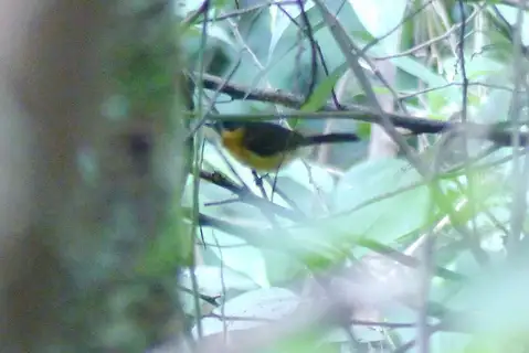 Cinnamon-chested Flycatcher