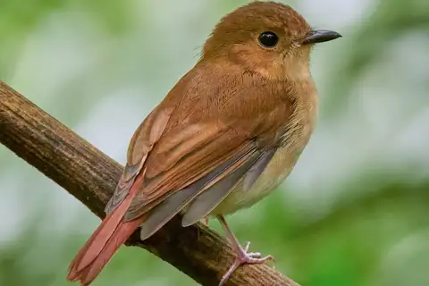 Cryptic Flycatcher