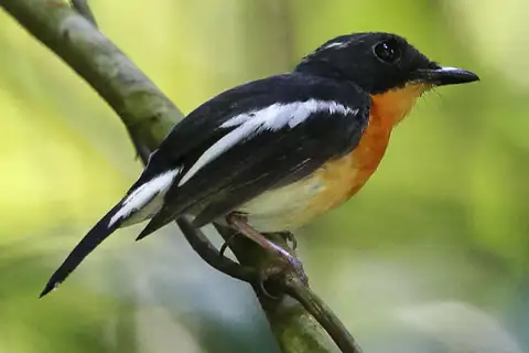 Rufous-chested Flycatcher