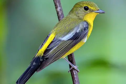 Green-backed Flycatcher