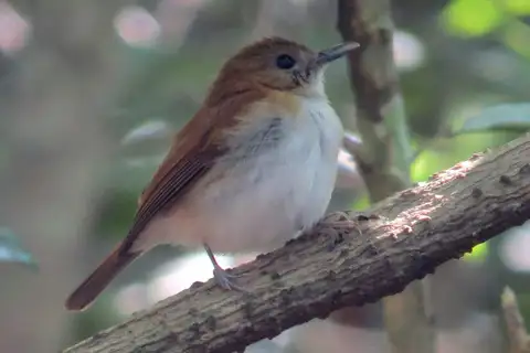 Sumba Flycatcher