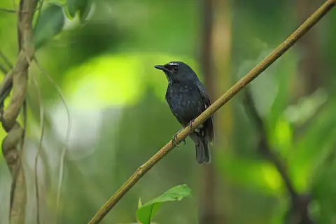 Damar Flycatcher