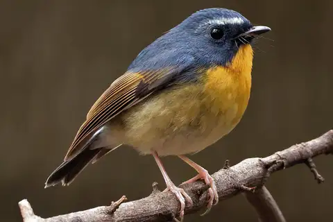 Snowy-browed Flycatcher