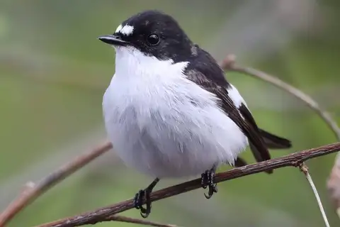 European Pied Flycatcher