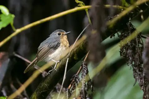 Bundok Flycatcher