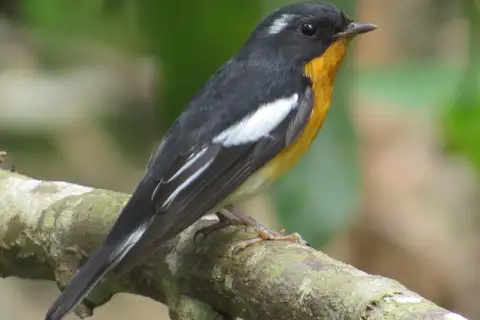 Mugimaki Flycatcher