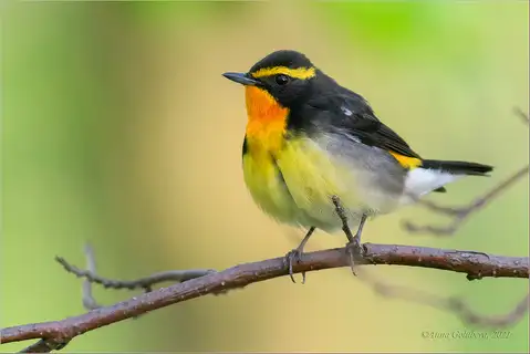 Narcissus Flycatcher
