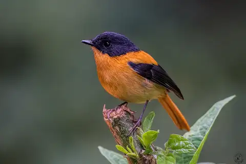Black-and-orange Flycatcher