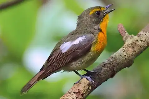 Ryukyu Flycatcher
