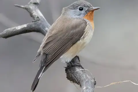 Red-breasted Flycatcher