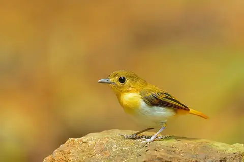 Palawan Flycatcher