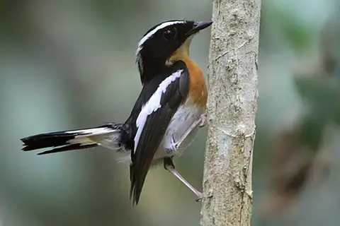 Tanimbar Flycatcher