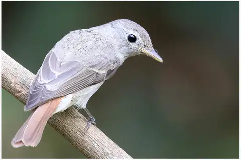 Rusty-tailed Flycatcher