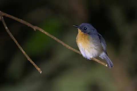 Rufous-throated Flycatcher
