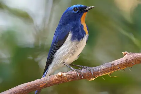 Sapphire Flycatcher