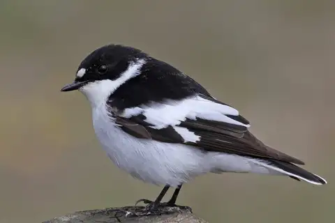 Semicollared Flycatcher