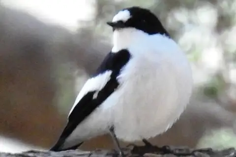 Atlas Pied Flycatcher