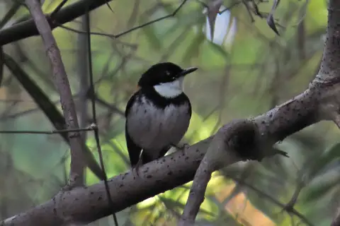 Black-banded Flycatcher