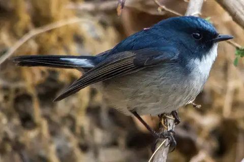 Slaty-blue Flycatcher