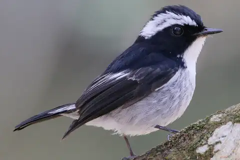 Little Pied Flycatcher
