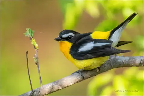 Yellow-rumped Flycatcher