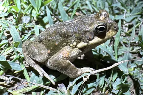 Peninsular Toad