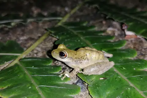 Mount Tucuche Tree Frog