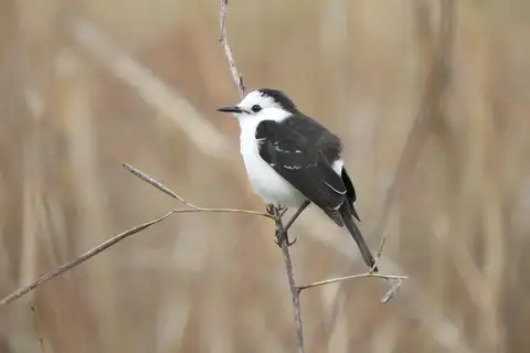 Black-backed Water Tyrant
