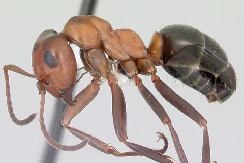 Allegheny Mound Ant