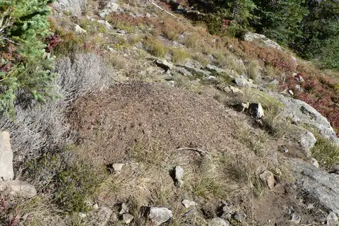 Western Thatching Ant