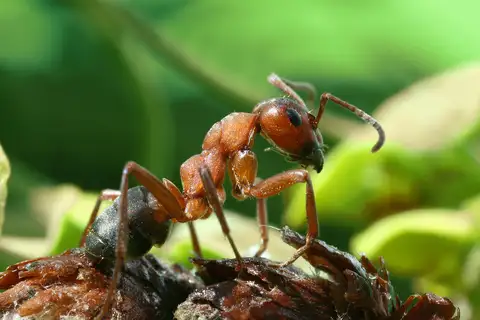 rufa-group Wood Ants