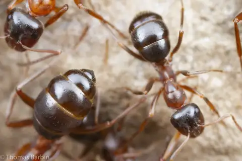 Formica subpolita